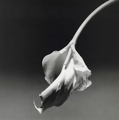 Robert Mapplethorpe - Calla Lily 1986 • $712.34