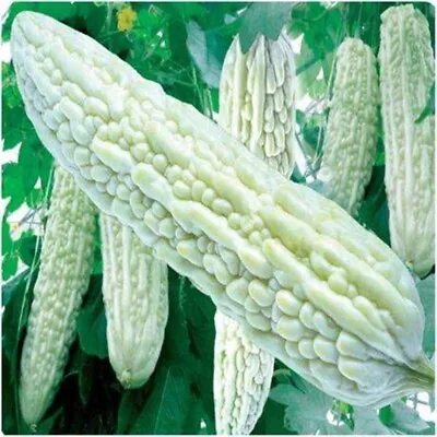 10 White Skin Bitter Gourd Seeds Bitter Melon Seed Ku Gua Seeds Asian Vegies USA • $4.67