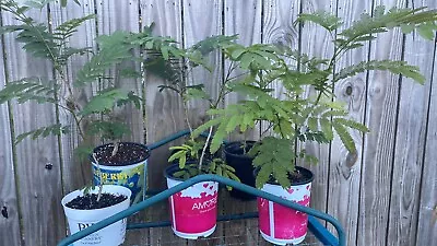 Mimosa / Persian Silk Tree ~ Live Plant  1 Yr & 2 Yr Old Trees.   14”- 18” • $30