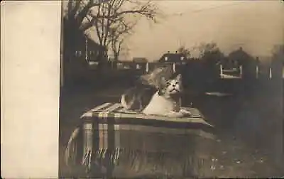 Sweet Kitty Cat Looking At Sky Amateur Real Photo Postcard MILFORD MA On BACK • $14.79