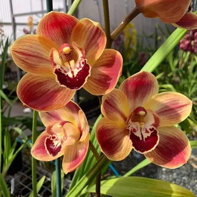 New Release Cymbidium Orchid - Hazel Splash ‘3 Amigos'  With 1 Spike • $99