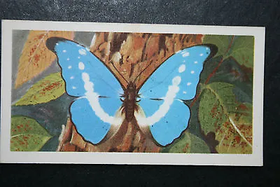 BLUE MORPHO  Helena   Tropical Butterfly  Illustrated Card  AD03 • $4.96