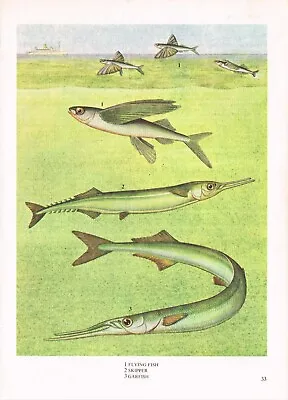 Skipper Garfish Flying Fish Print Picture Vintage 1985 IBOV#33 • $4.34