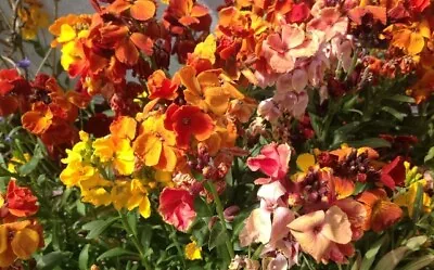 Wallflower Tall Mix Organic Seeds Perennial Good For Cottage Garden Planters • £1.09