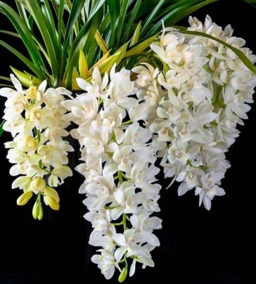$100 • Buy Cymbidium Orchid - SARAH JEAN  'ICE CASCADE' - 4 SPIKES