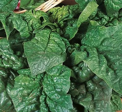 £2.15 • Buy Giant Winter Spinach Seeds X 250 - Over Winter - Hardy - Vegetable