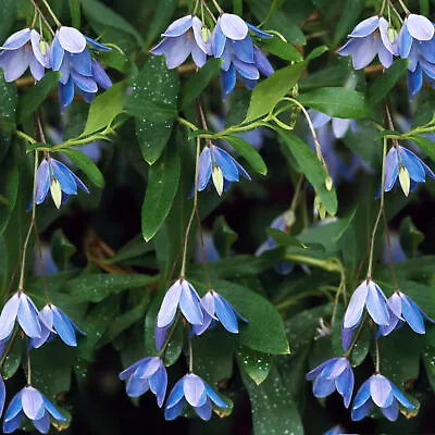 Sollya Heterophylla Bluebell Creeper Evergreen Perennial Flowering Climber Shrub • £12.99