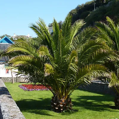 Phoenix Canariensis Canary Island Date Palm Tree 1m Tall In A 19cm Pot • £32.99