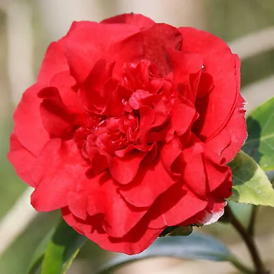 1 X Camellia Williamsii 'ruby Wedding' Bushy Evergreen Shrub Hardy Plant In Pot • £9.99