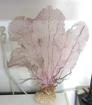 Natural Sea Fan - Coral  Large On Brain Coral Base 21  X 15  Wide • $125