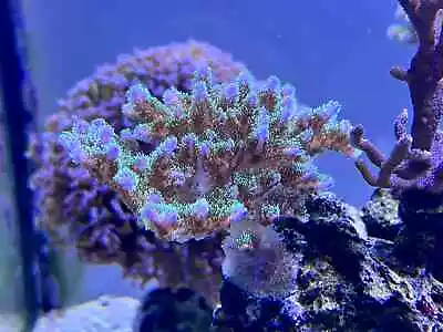 Tricolour Pocillopora Coral Colony/ Frag Marine/ Reef/ Saltwater Fish Tank • £50