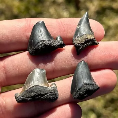 Rare Maryland Otodus Obliquus Fossil Sharks Teeth LOT Megalodon Ancestor Shark • $19.99