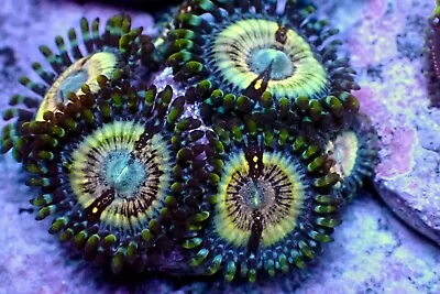 ❤️🔥Stunning  Glitterglyph WYSIWYG❤️‍🔥 SPS LPS ZOA FRAG🔥REEF  • £25