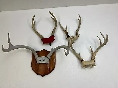Vintage Deer Antler Lot Wall Mount Decor Cabin Art Whitetail Plaque Panel Real • $49.99