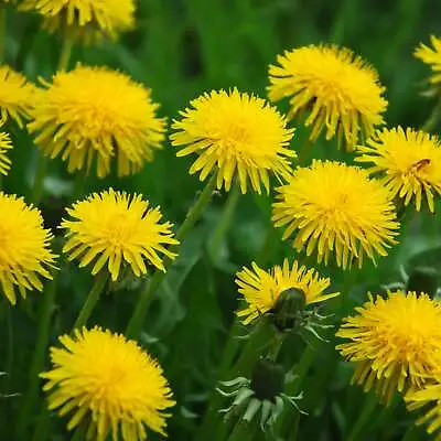 Dandelion Flowers - Seeds - Edible Flowers - Organic - Non Gmo - Heirloom Seeds  • £7.82