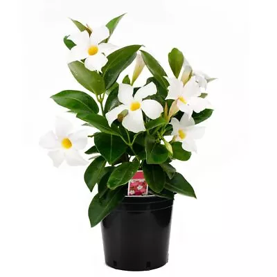 Live White Dipladenia Mandevilla Plant With Fragrant Flowers Plant Pot For Home  • $31.25