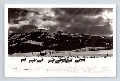 RPPC Herd Of Elk By Snowy Mountains Missoula Montana MT Real Photo Postcard • $12.83
