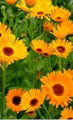 Flower - Calendula Officinalis - Pot Marigold - Nova - 500 Seeds • £1.10
