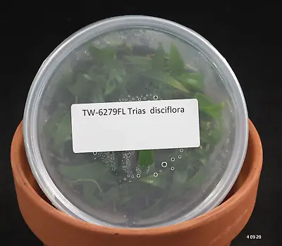 £65.60 • Buy FLASK Trias Disciflora