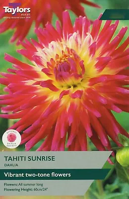 Tahiti Sunrise Dahlia Tuber - Yellow With Fuchsia Pink Semi-Cactus Dahlias • £3.99