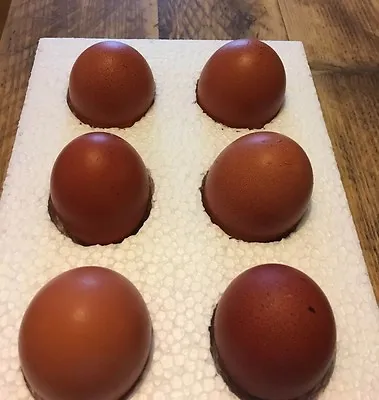 6 X Fertile Maran Chicken Eggs - Mix Of Pure Maran Breeds DARK LAYING BIRDS • £24.99