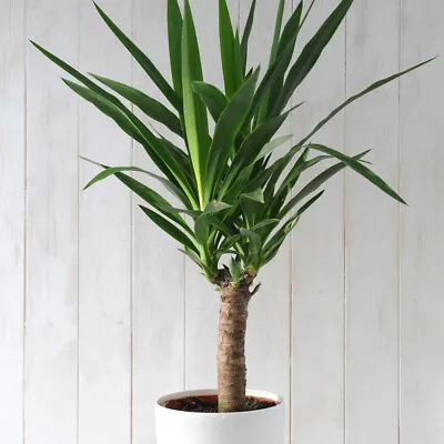 T&M Yucca House Plant Elephantipes Indoor Tender Shrub 1 X 17cm Or 21cm Pot • £29.99