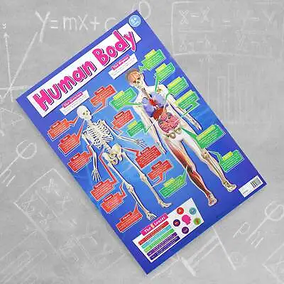 Childrens The Human Body Educational Wall Chart • £2.95