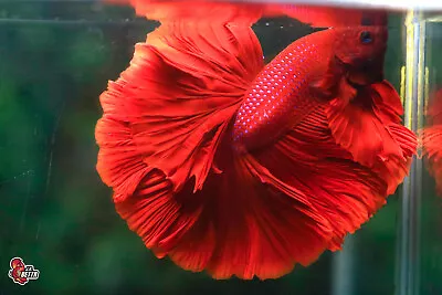 Live Betta Fish Aquarium Rose Tail Super Red Male Halfmoon #F717 Thailand Seller • $10