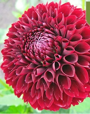 20 SEEDS For Dark Red BALLET DAHLIA Rare Flower Exotic Garden Plant USA Seller • $7.75