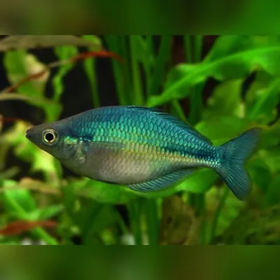 Lake Kutubu Blue Rainbowfish (Melanotaenia Lacustris) • £6.50