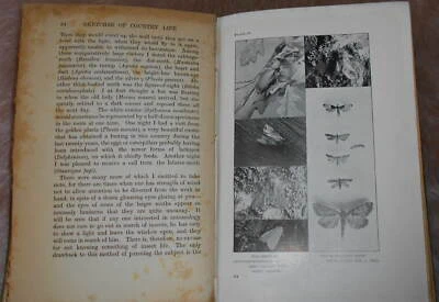 £4.99 • Buy 1910 Sketches Of Country Life E Step Morels Bats Antiquarian Natural History