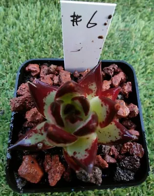 Echeveria Agavoides Ebony Huntington Garden Form 6cm Diameter • $35