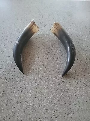 Vintage Steer Horns Unmounted • $4.99