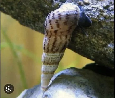 20 X MALAYSIAN TRUMPET SNAILS MTS Tropical Aquarium Snails UK + 3 Extra Free • £5