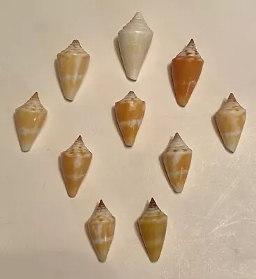 10 Beautiful Florida Cone Shells From Keewayden Island In SW Florida • $8.95