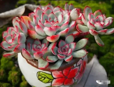 Echeveria Beniothine 7cm Diameter 🏵️limit One Buy Succulent • $5