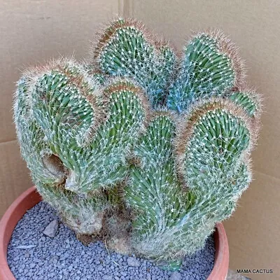 D235 PACHYCEREUS PRINGLEI CRESTED Pot 30 Cm H 28 Cm W 275 Cm MaMa Cactus • $200