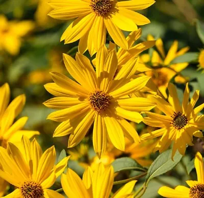 Sunflower Seeds - Perennial Heirloom Abundant Blooms Free Shipping Maximilian • $160