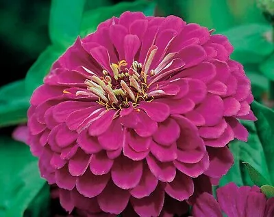  300 Seeds Zinnia Elegans Dahlia Flwd Purple+4 FREE PLANT LABEL  • £1.50