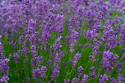 Organic Lavender Seeds Ideal For Smaller Gardens/containers • £1.55