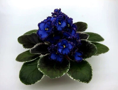 £5 • Buy African Violet LEAVES  - To Choose 