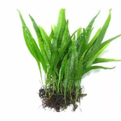 JAVA FERN Aquarium Live Plant - Fish Tank Aquatic Coldwater Tropical Wood Root • £5