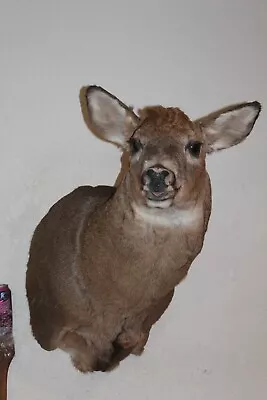 Whitetail Deer Head Shoulder Mount Taxidermy Cape Shed Antler Hunt Mule • $265