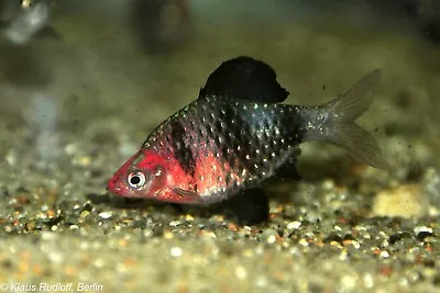 6 PK Black Ruby Barb - Live Tropical Fish • $37.99