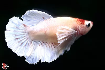 Live Betta Fish Aquarium Fancy Koi Dumbo Female Halfmoon #F606 Thailand Seller • $10