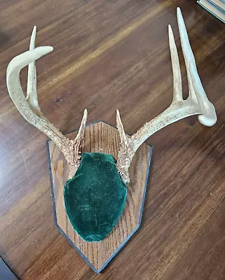 Antler Mount • $22.50