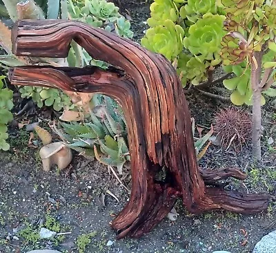 Large Driftwood  Manzanita Terrarium Aquascape Crafts Art Wood Stump 25 ×22 ×7  • $169