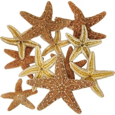 6 Sugar Starfish Wedding Decor 1-2  (Set Of 6) • $23.99