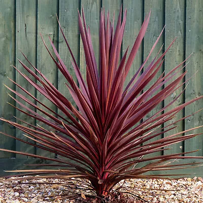 Cordyline Torbay Red - Cabbage Palm | Ornamental Indoor House Plant In 9cm Pot • £11.99