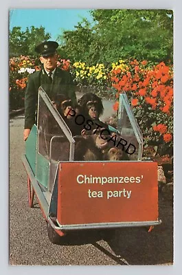 Postcard UK Chimpanzees On Way To Tea Party Zoological Society London (I10) • £6.99